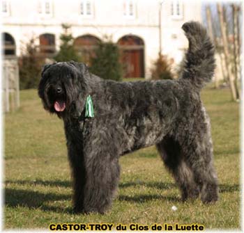 bouvier des flandres du clos de la luette - copyright déposé